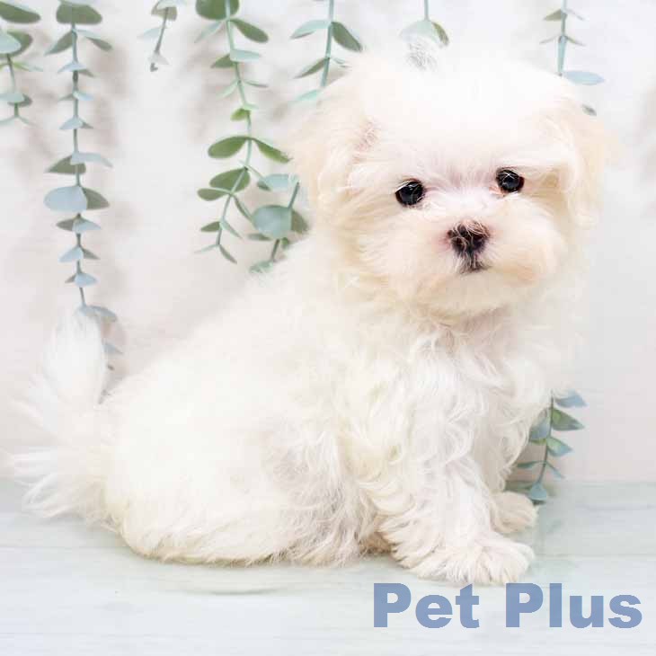大阪府のマルチーズ (ペットプラス 鶴見店/2026年1月8日生まれ/男の子/ホワイト)の子犬