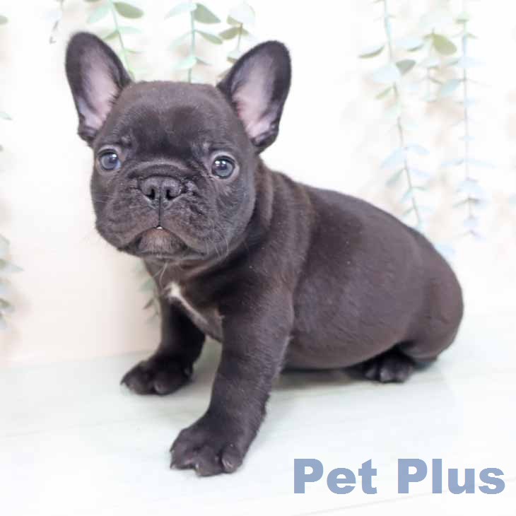 フレンチ・ブルドッグの写真2