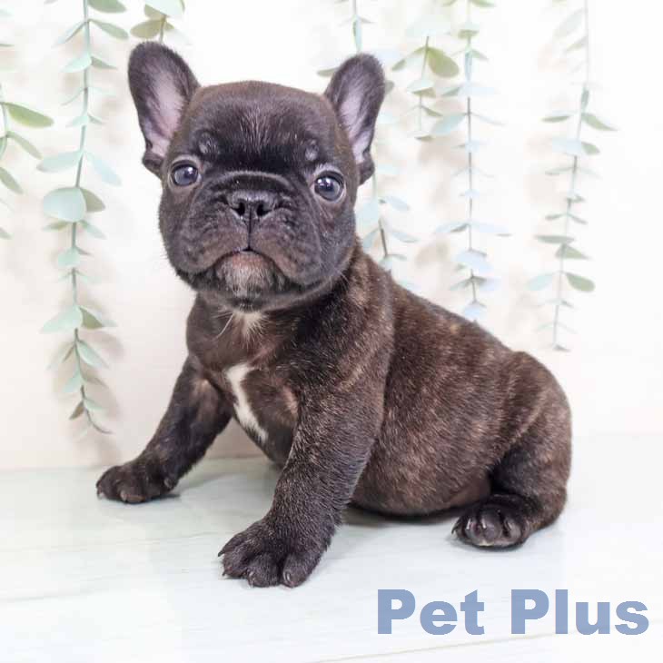 フレンチ・ブルドッグ