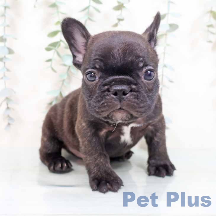 フレンチ・ブルドッグの写真2