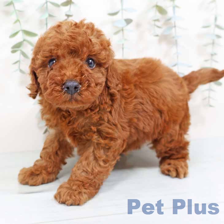 トイ・プードル