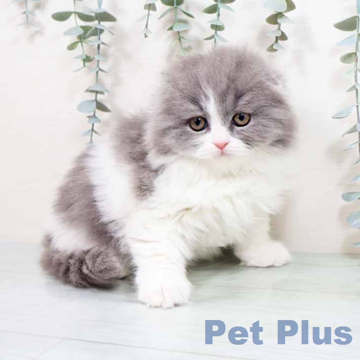 大阪府のスコティッシュフォールド (ペットプラス イオン大日店/2026年1月20日生まれ/女の子/ブルーホワイト)の子猫の2枚目の画像