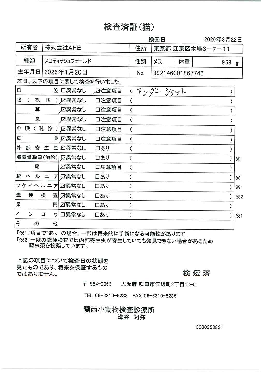 スコティッシュフォールド