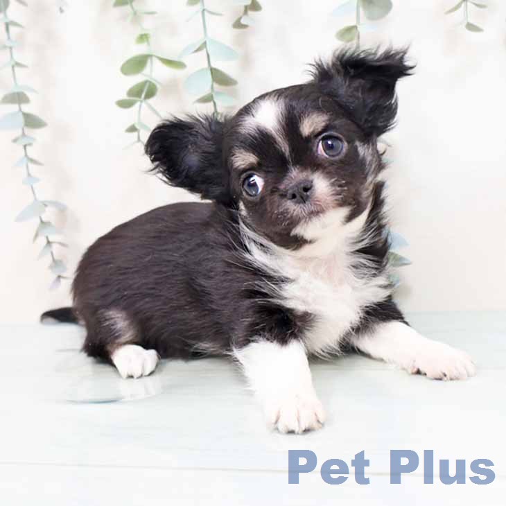 大阪府のチワワ(ロング) (ペットプラス りんくう泉南店/2026年1月20日生まれ/男の子/ブラックタンホワイト)の子犬の1枚目の画像