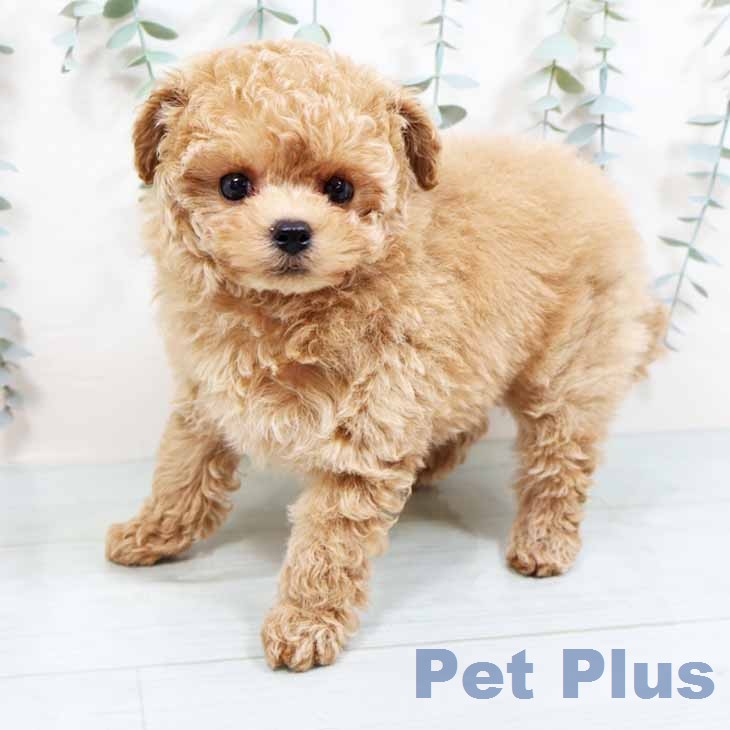 トイ・プードルの写真2