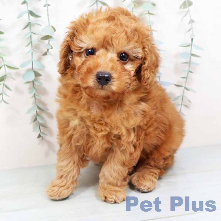 新潟県のトイプードル(トイ) (ペットプラス 新潟南店/2026年1月19日生まれ/男の子/オレンジフォーン)の子犬
