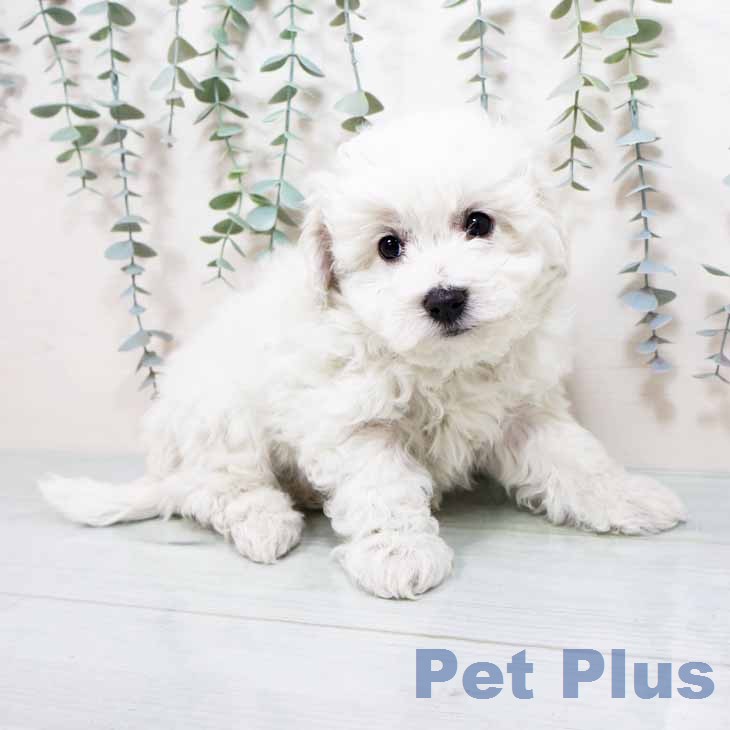 ビション・フリーゼ