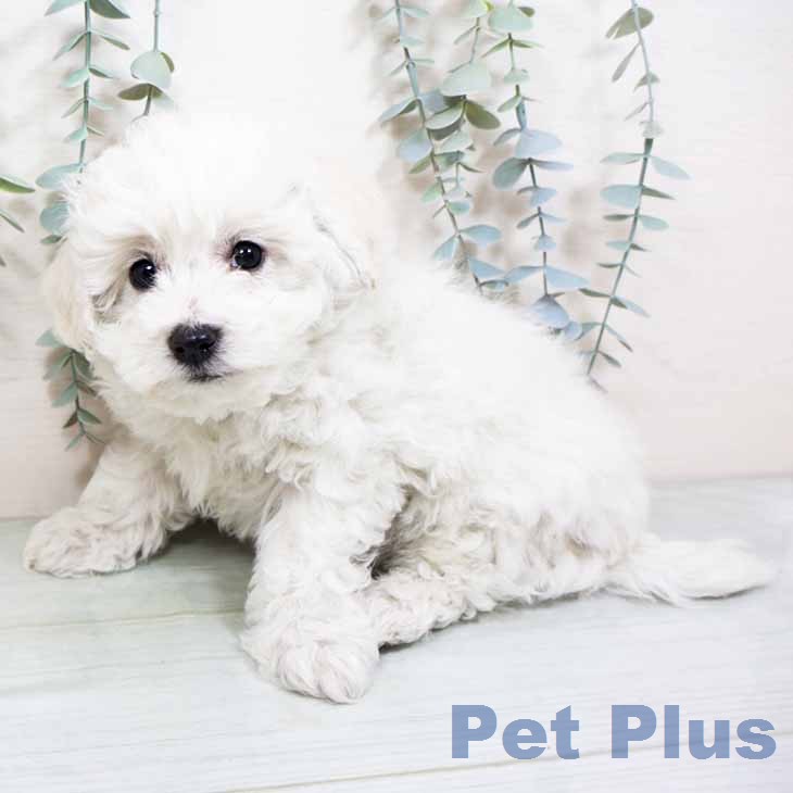 ビション・フリーゼの写真2