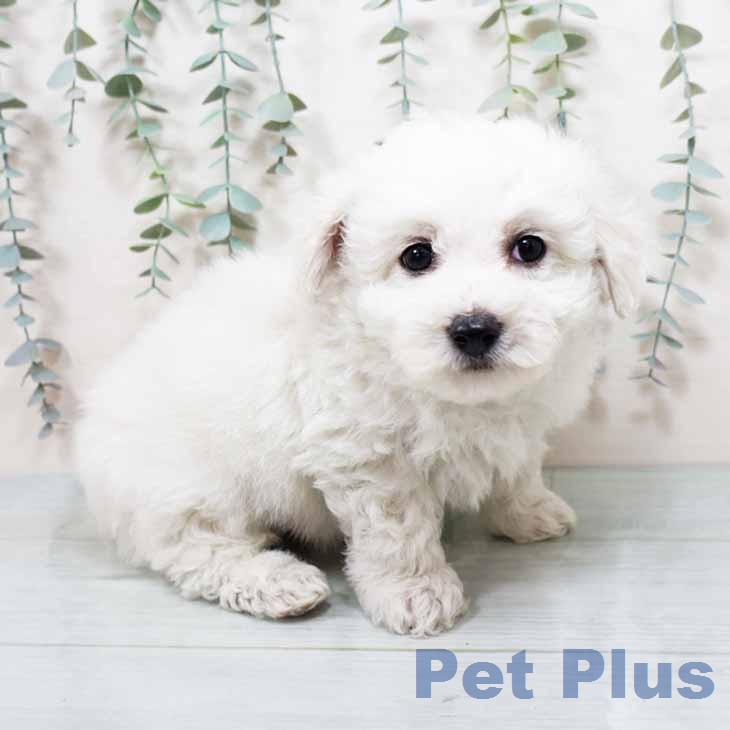 ビション・フリーゼ