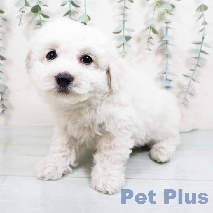 ビション・フリーゼ