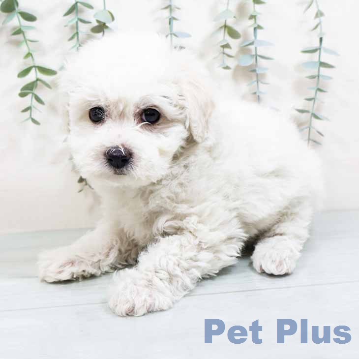 ビション・フリーゼ