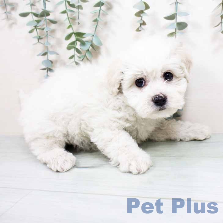 ビション・フリーゼの写真2