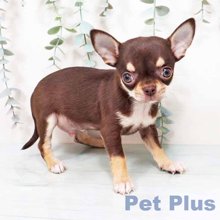 大阪府のチワワ(ロング) (ペットプラス ららぽーと和泉店/2026年1月20日生まれ/男の子/チョコレートタンホワイト)の子犬の1枚目の画像