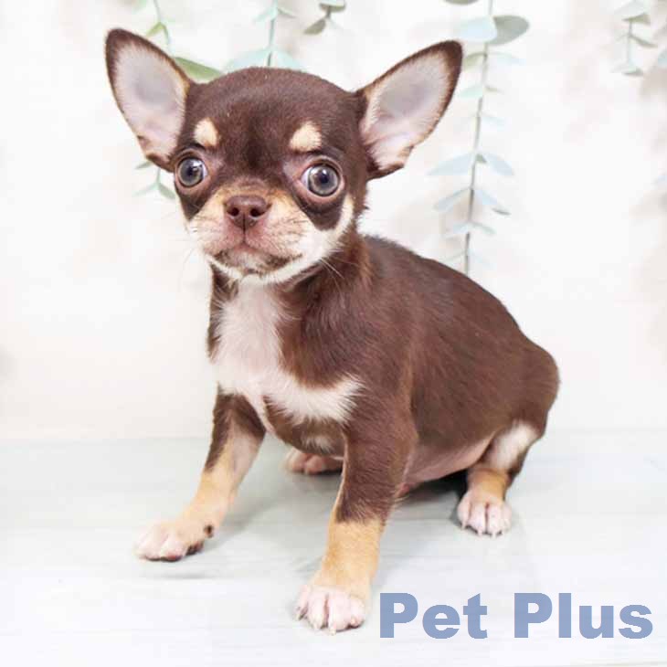 大阪府のチワワ(ロング) (ペットプラス ららぽーと和泉店/2026年1月20日生まれ/男の子/チョコレートタンホワイト)の子犬の2枚目の画像