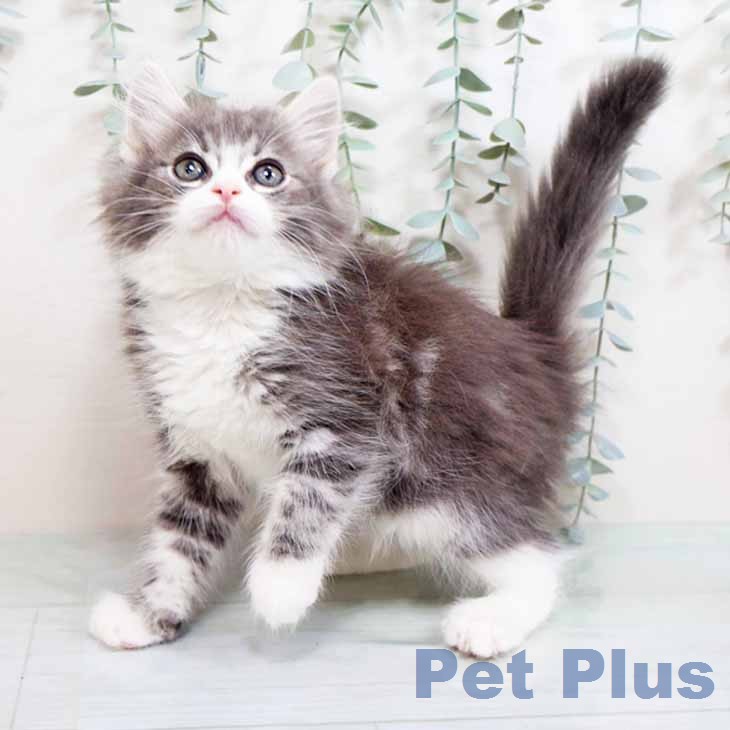 新潟県のノルウェージャンフォレストキャット (ペットプラス 新潟南店/2026年1月19日生まれ/男の子/ブルーシルバークラシックタビーホワイト)の子猫