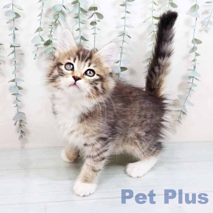 京都府のノルウェージャンフォレストキャット (ペットプラス 京都桂川店/2026年1月19日生まれ/男の子/ブラックブラウンマッカレルタビーホワイト)の子猫の1枚目の画像