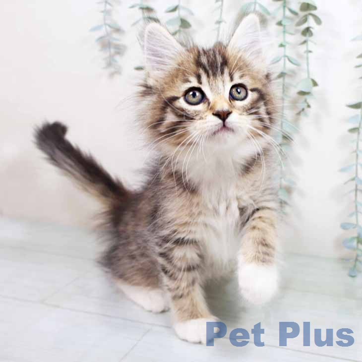 京都府のノルウェージャンフォレストキャット (ペットプラス 京都桂川店/2026年1月19日生まれ/男の子/ブラックブラウンマッカレルタビーホワイト)の子猫の2枚目の画像