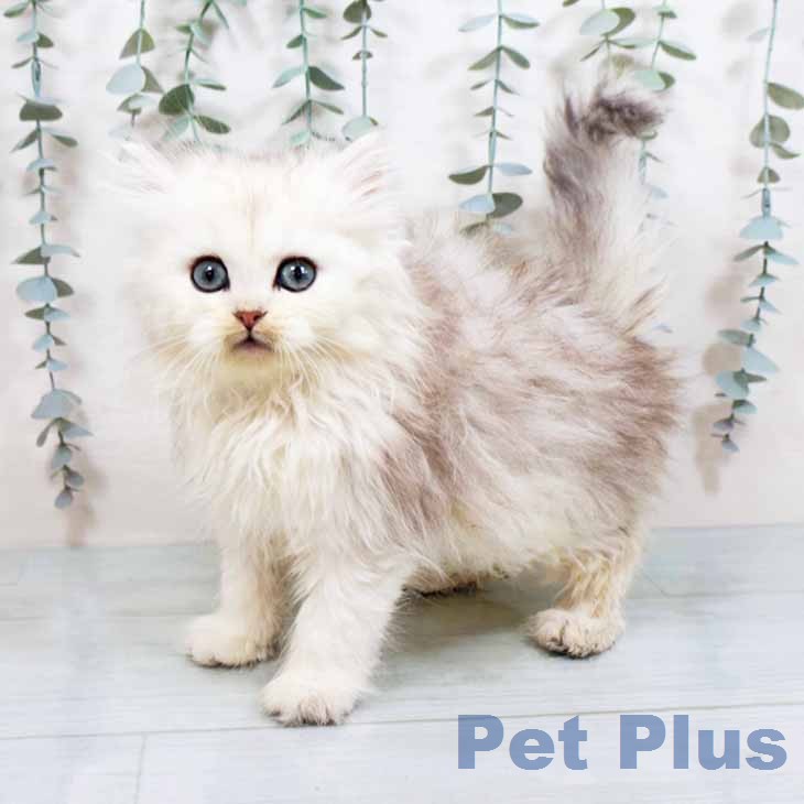 兵庫県のラガマフィン (ペットプラス 神戸三宮店/2026年1月23日生まれ/男の子/シェーデットシルバー)の子猫の1枚目の画像