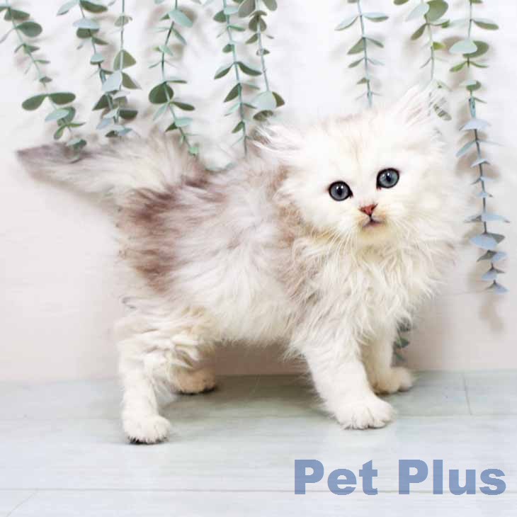 兵庫県のラガマフィン (ペットプラス 神戸三宮店/2026年1月23日生まれ/男の子/シェーデットシルバー)の子猫の2枚目の画像