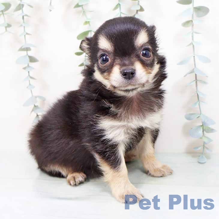 新潟県のチワワ(ロング) (ペットプラス 新潟南店/2026年1月23日生まれ/女の子/ブラックタン)の子犬