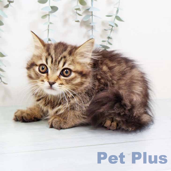 大阪府のスコティッシュフォールド (ペットプラス りんくう泉南店/2026年1月20日生まれ/男の子/ブラウンタビー)の子猫の2枚目の画像