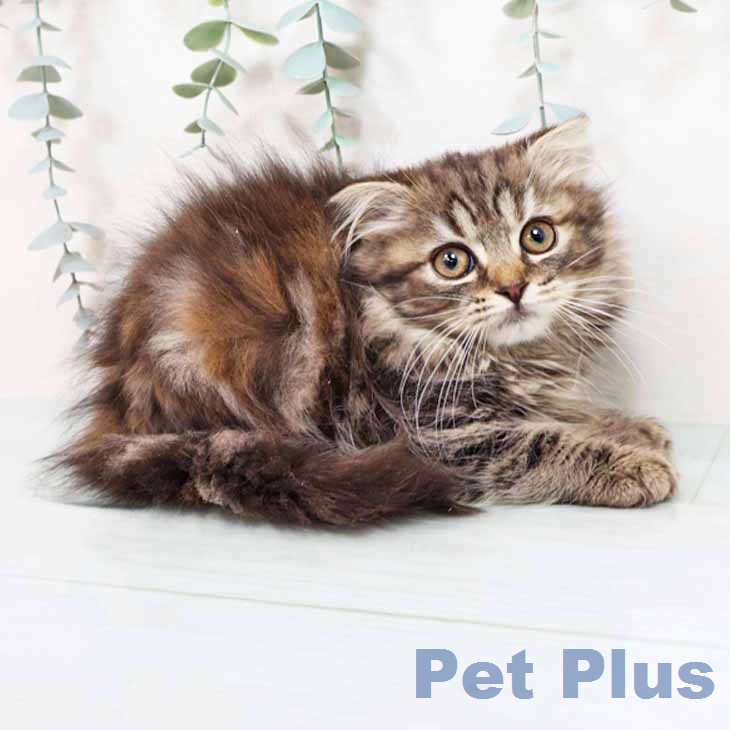 スコティッシュフォールド