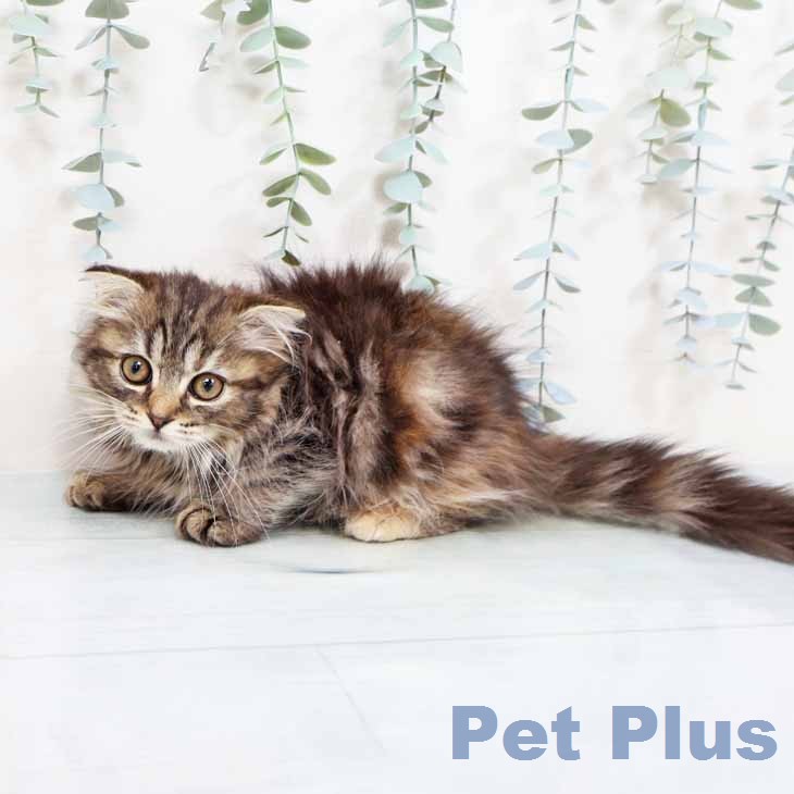 スコティッシュフォールドの写真2