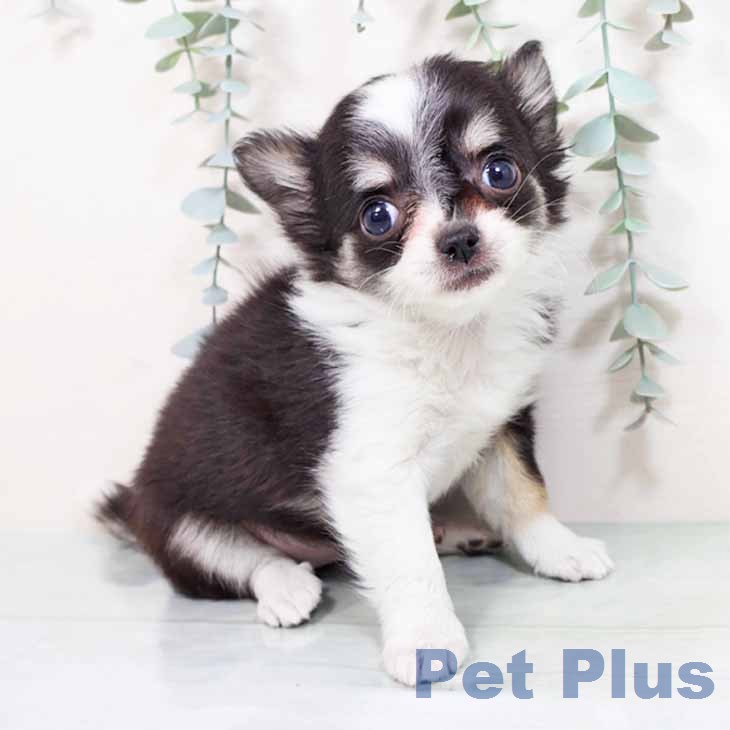 奈良県のチワワ(ロング) (ペットプラス 大和郡山店/2026年1月18日生まれ/女の子/ブラックタンホワイト)の子犬の1枚目の画像