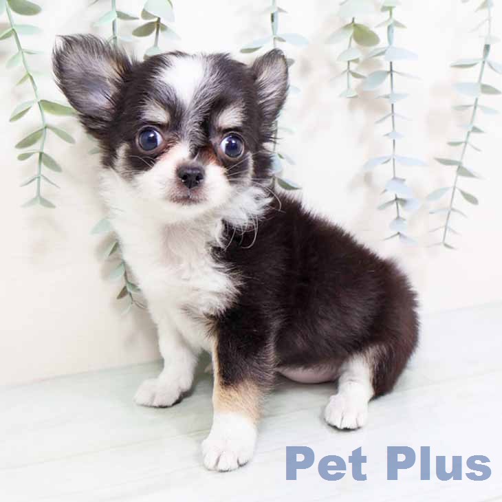 奈良県のチワワ(ロング) (ペットプラス 大和郡山店/2026年1月18日生まれ/女の子/ブラックタンホワイト)の子犬の2枚目の画像
