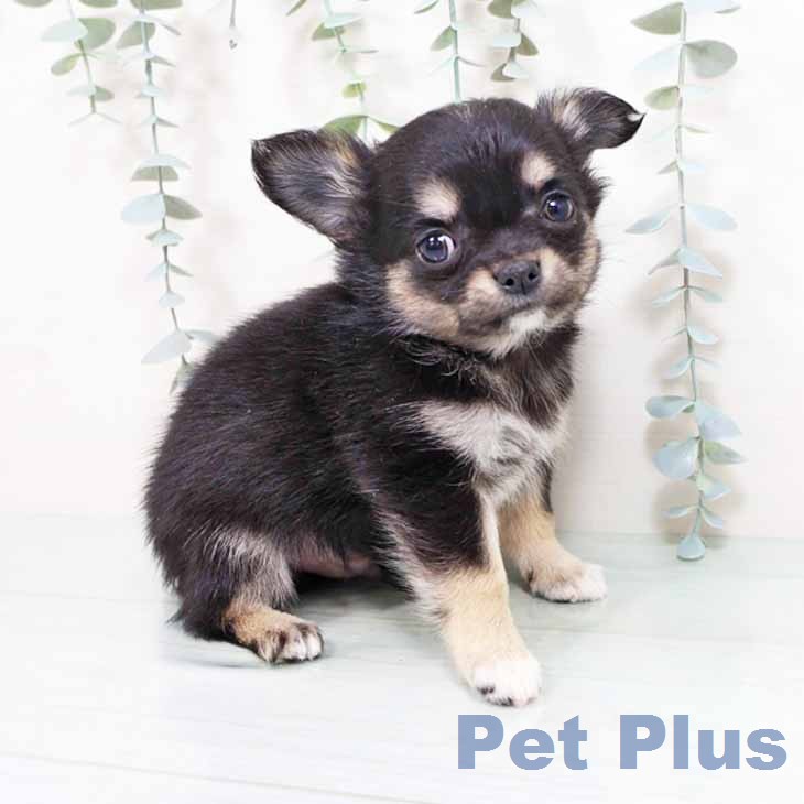 新潟県のチワワ(ロング) (ペットプラス 新潟南店/2026年1月23日生まれ/男の子/ブラックタンホワイト)の子犬