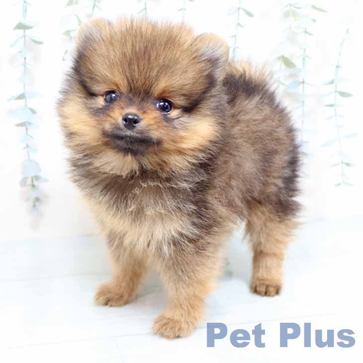 ポメラニアンの写真2