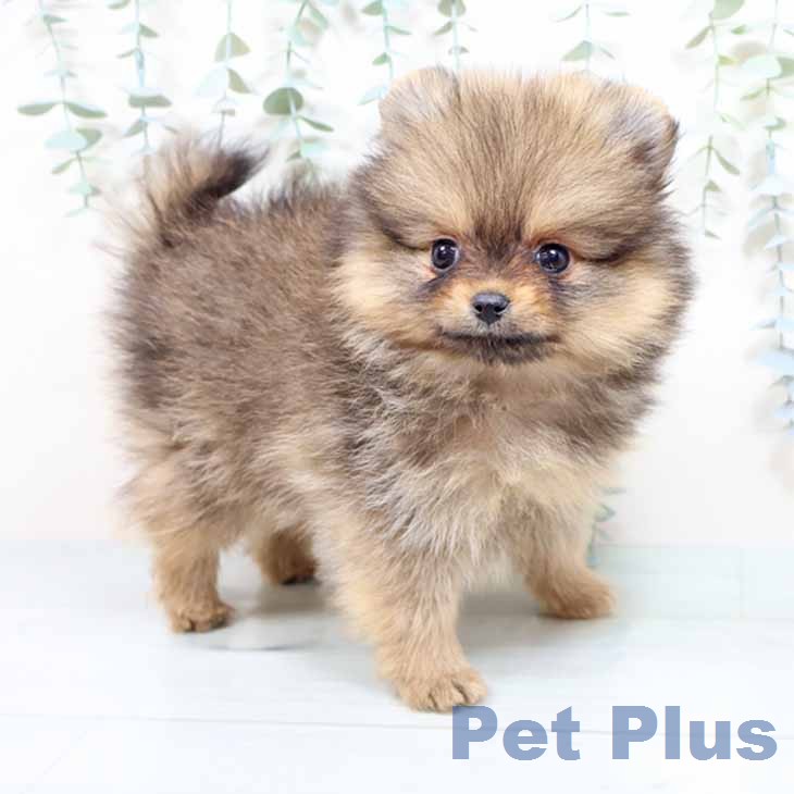 ポメラニアンの写真2