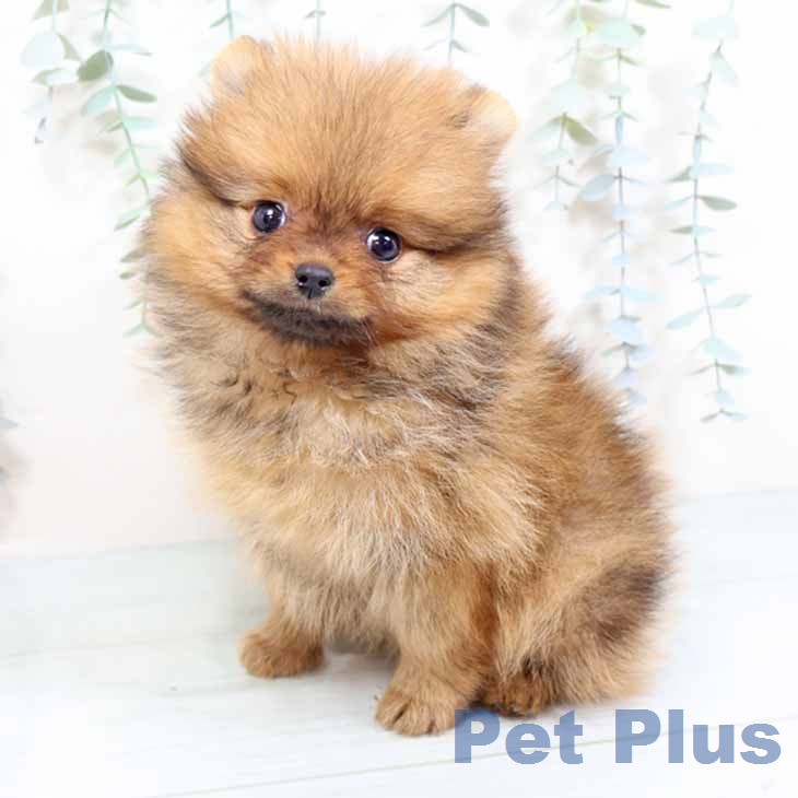 ポメラニアンの写真2