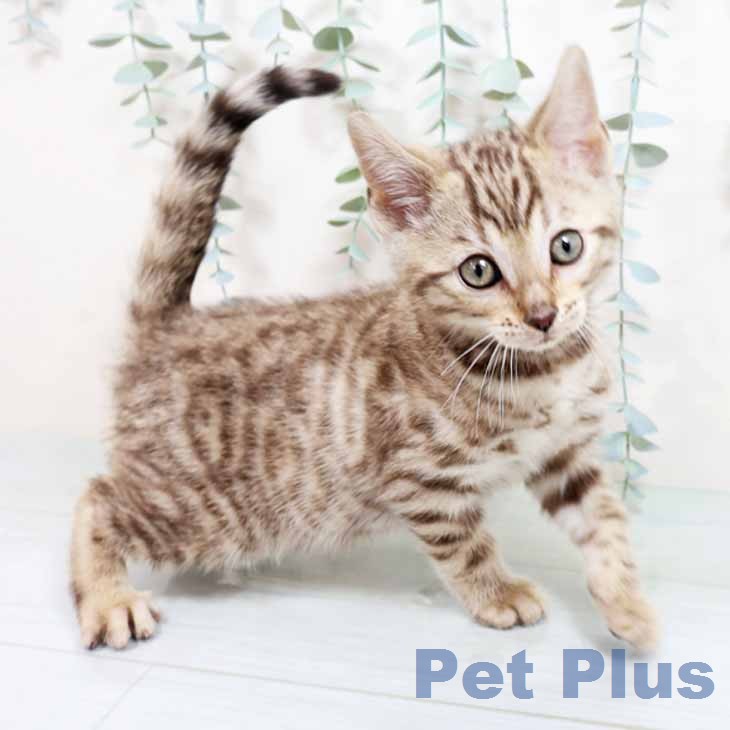 ベンガルの写真2