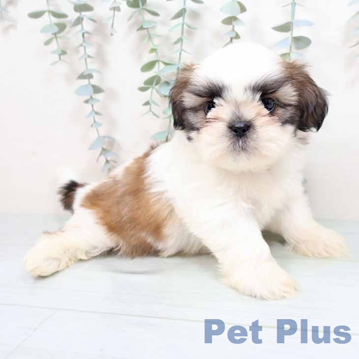 シー・ズーの写真2