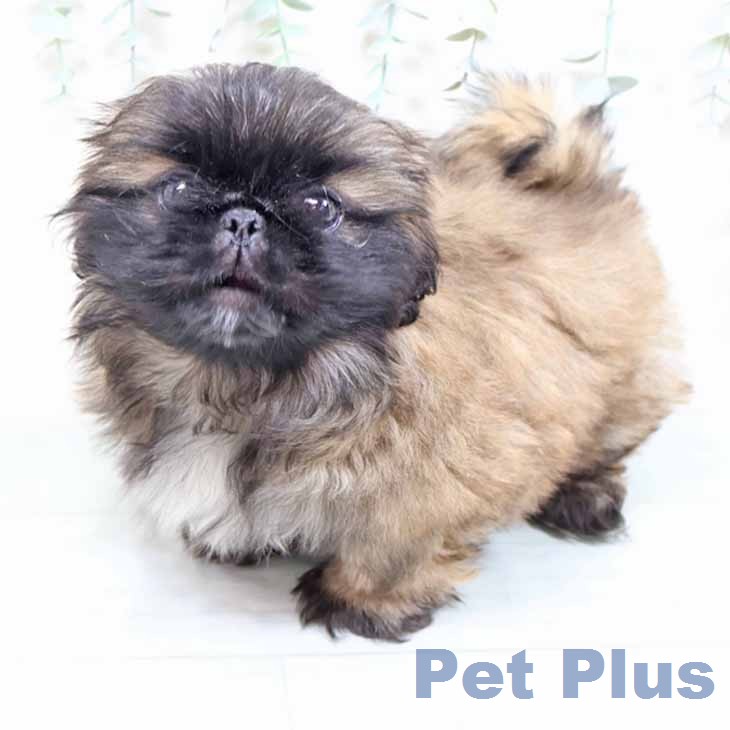 ペキニーズの写真2