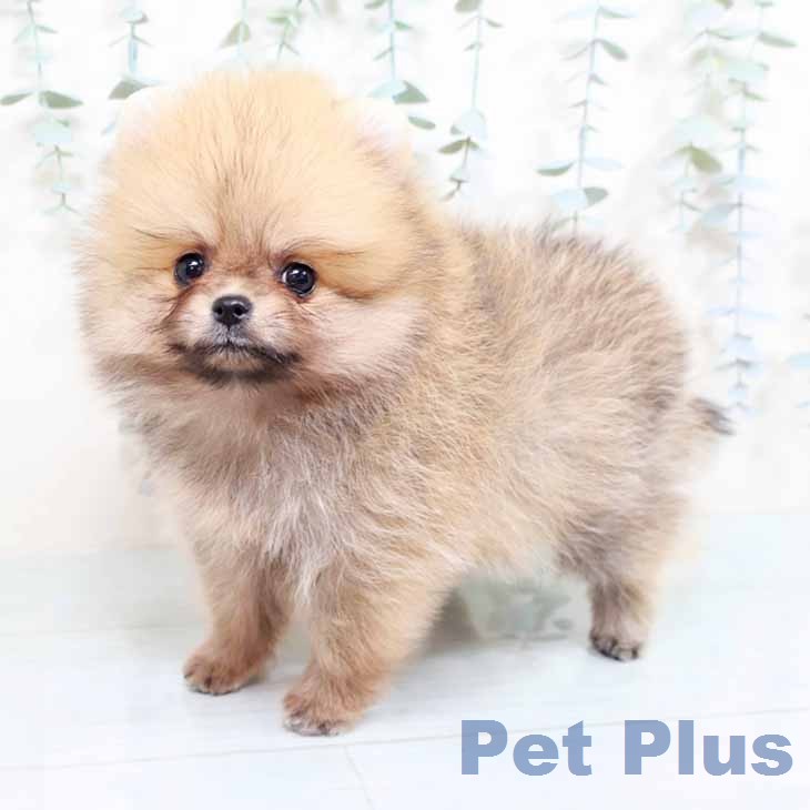 ポメラニアンの写真2