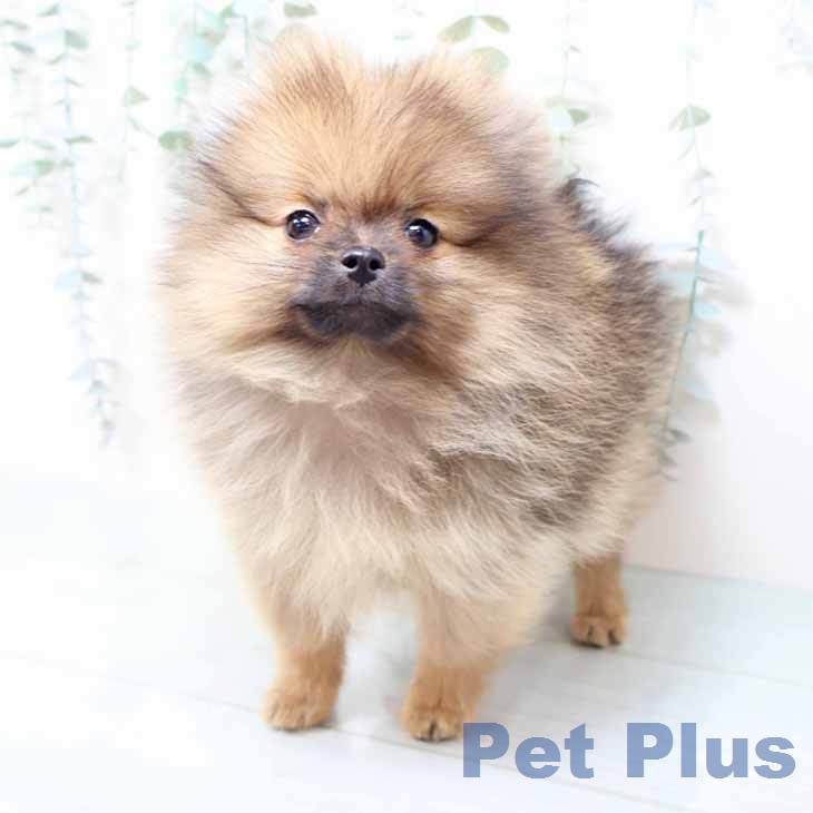 京都府のポメラニアン (ペットプラス 久御山店/2026年1月20日生まれ/女の子/オレンジ)の子犬の1枚目の画像