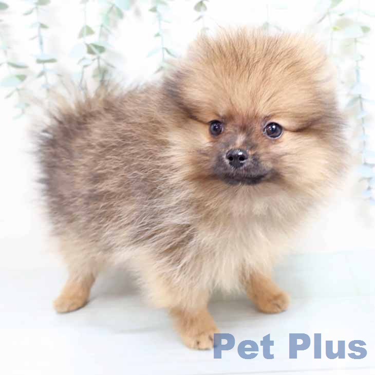 京都府のポメラニアン (ペットプラス 久御山店/2026年1月20日生まれ/女の子/オレンジ)の子犬の2枚目の画像