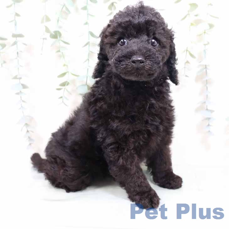 トイ・プードル