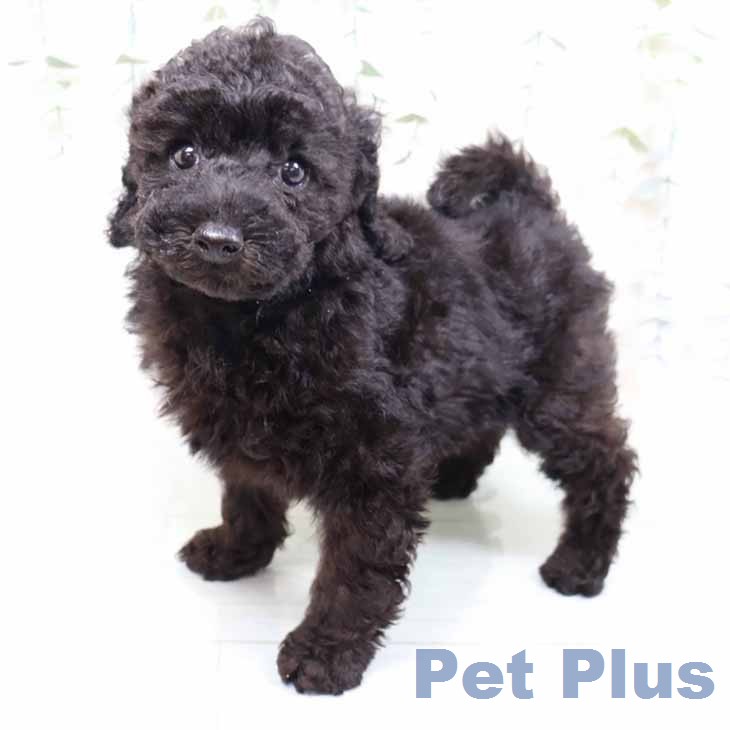 トイ・プードルの写真2