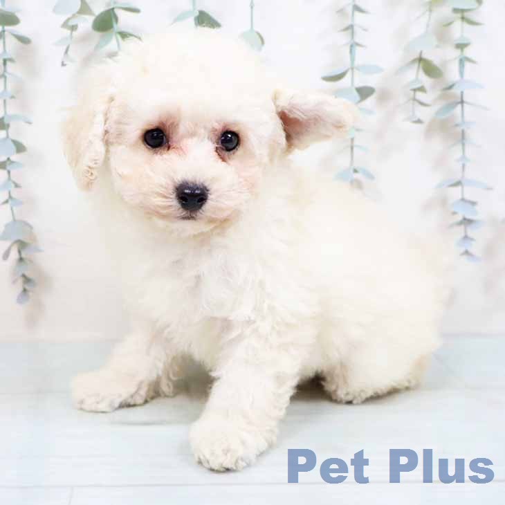 トイ・プードル