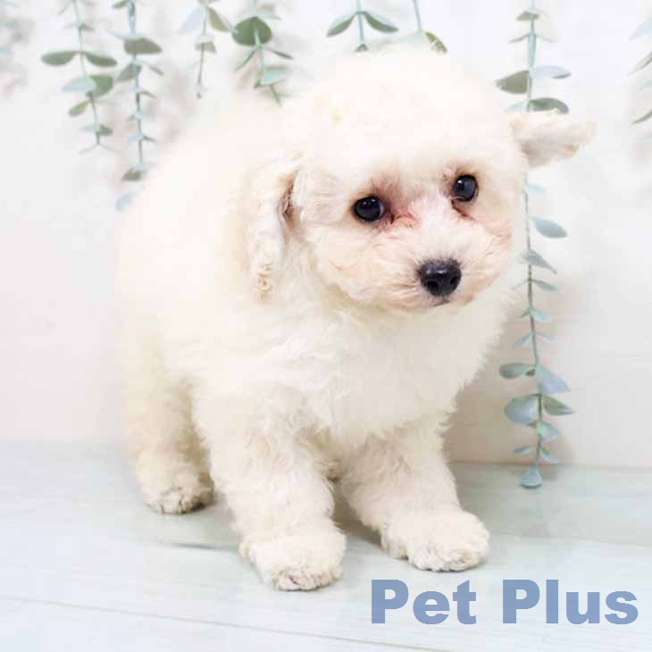 トイ・プードルの写真2