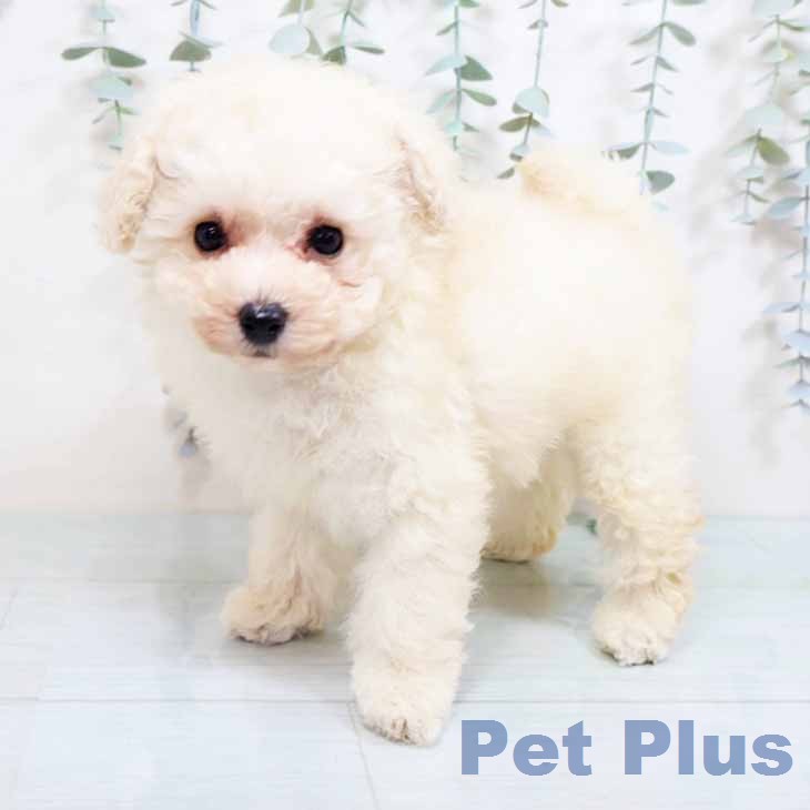 トイ・プードル