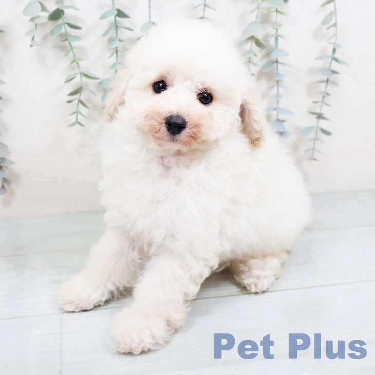 トイ・プードルの写真2