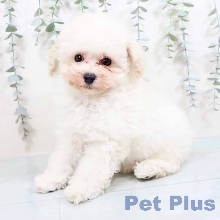 トイ・プードル