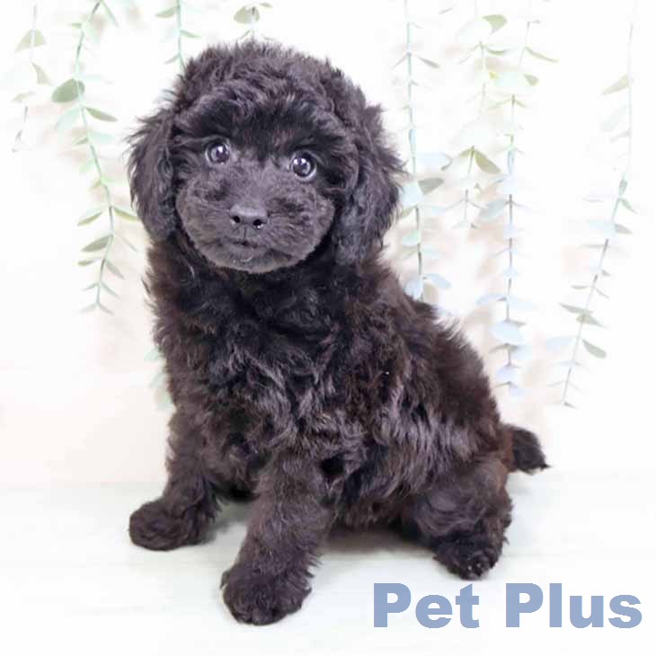 トイ・プードル