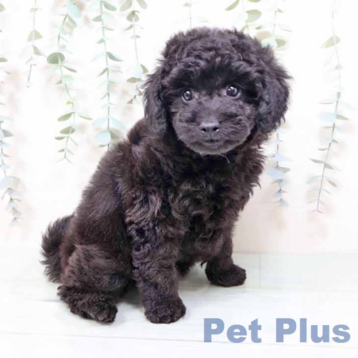 トイ・プードルの写真2