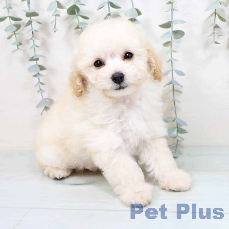 トイ・プードル