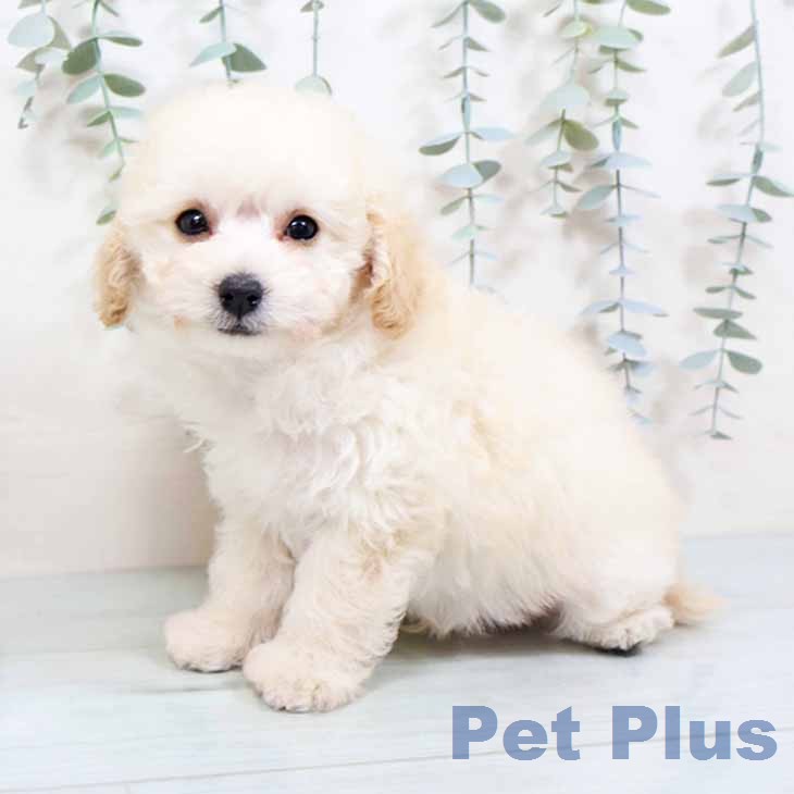 トイ・プードルの写真2